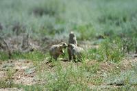 Image of: Cynomys leucurus (white-tailed prairie dog)