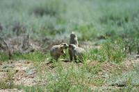 Image of: Cynomys leucurus (white-tailed prairie dog)