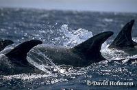 Image of: Grampus griseus (Risso's dolphin)