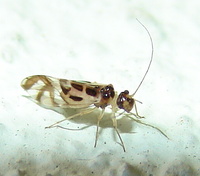 Graphopsocus cruciatus