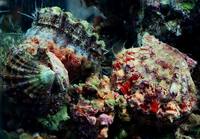 Bractechlamys corallinoides