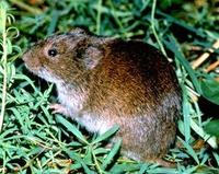 Image of: Microtus pennsylvanicus (meadow vole)