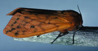 Image of: Pyrrharctia isabella (banded woollybear)