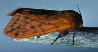 Image of: Pyrrharctia isabella (banded woollybear)