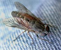 Image of: Tabanidae (deer flies)