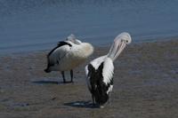 Pelecanus conspicillatus - Australian Pelican