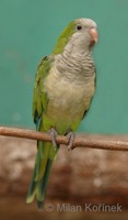 Myiopsitta monachus - Monk Parakeet