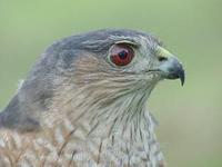 Image of: Accipiter striatus (sharp-shinned hawk)