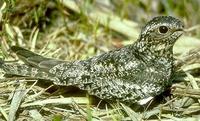 Image of: Chordeiles minor (common nighthawk)