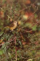 Image of: Dendroica pinus (pine warbler)