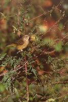 Image of: Dendroica pinus (pine warbler)