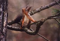 Sciurus vulgaris - Eurasian Red Squirrel