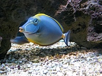 Naso lituratus - Barcheek Unicornfish