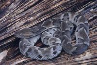 Image of: Bothrops moojeni