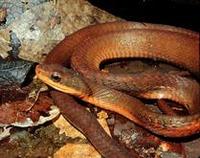 Image of: Pseustes poecilonotus