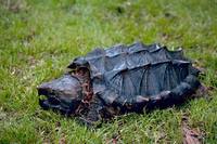 Macrochelys temminckii - Alligator Snapping Turtle