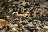 Alsophis antillensis sibonius