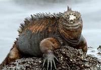 Photo: A marine iguana basking in the sun