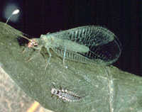 Green lacewing