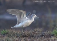 Common Greenshank - Tringa nebularia