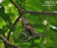 Stripe-sided Rhabdornis - Rhabdornis mystacalis