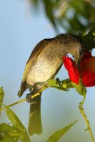 Brown Honeyeater