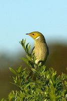 White plumed Honeyeater