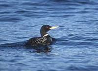 Yellow-billed Loon (Gavia adamsii) photo