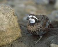 Northern Bobwhite (Colinus virginianus) photo