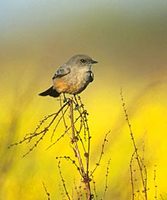 Say's Phoebe (Sayornis saya) photo