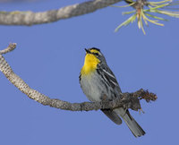 Grace's Warbler (Dendroica graciae) photo