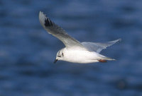 Saunder's Gull (Larus saundersi) photo