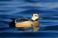 Steller's Eider (Polysticta stelleri) photo