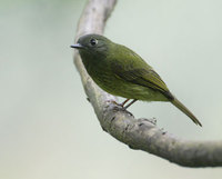 Streak-necked Flycatcher (Mionectes striaticollis) photo