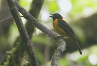 Fulvous Shrike-Tanager (Lanio fulvus) photo