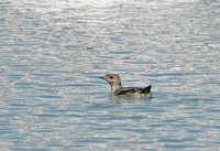 Kittlitz's Murrelet - Brachyramphus brevirostris