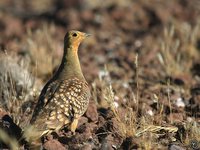 Namaqua Sandgrouse - Pterocles namaqua