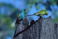 Golden-shouldered Parrot - Psephotus chrysopterygius