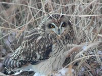 Short-eared Owl - Asio flammeus