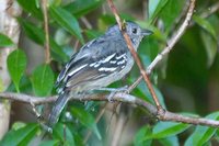 Sooretama Slaty-Antshrike - Thamnophilus ambiguus