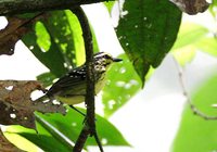 Yellow-browed Antbird - Hypocnemis hypoxantha