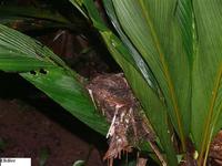 Bicolored Antbird - Gymnopithys leucaspis