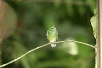 Blue-crowned Manakin - Lepidothrix coronata