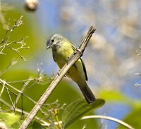 Yellow-crowned Tyrannulet - Tyrannulus elatus