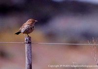 Karoo Lark - Calendulauda albescens