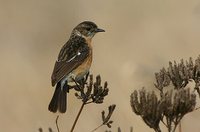 African Stonechat - Saxicola torquata