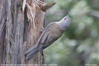 Gray Shrike-Thrush - Colluricincla harmonica