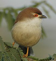 Yellow-eyed Babbler - Chrysomma sinense