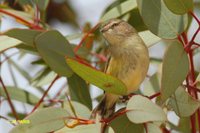 Weebill - Smicrornis brevirostris