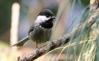 Mexican Chickadee - Poecile sclateri